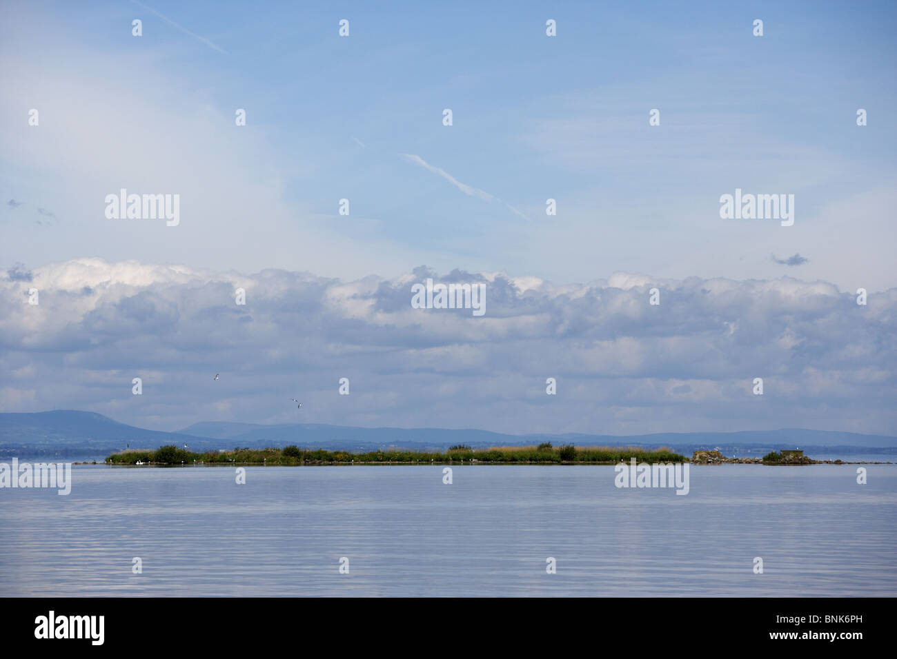 Piccole uova e lattimi isola uno dei tanti piatti zone ribassate di Lough Neagh Irlanda del Nord Regno Unito Foto Stock