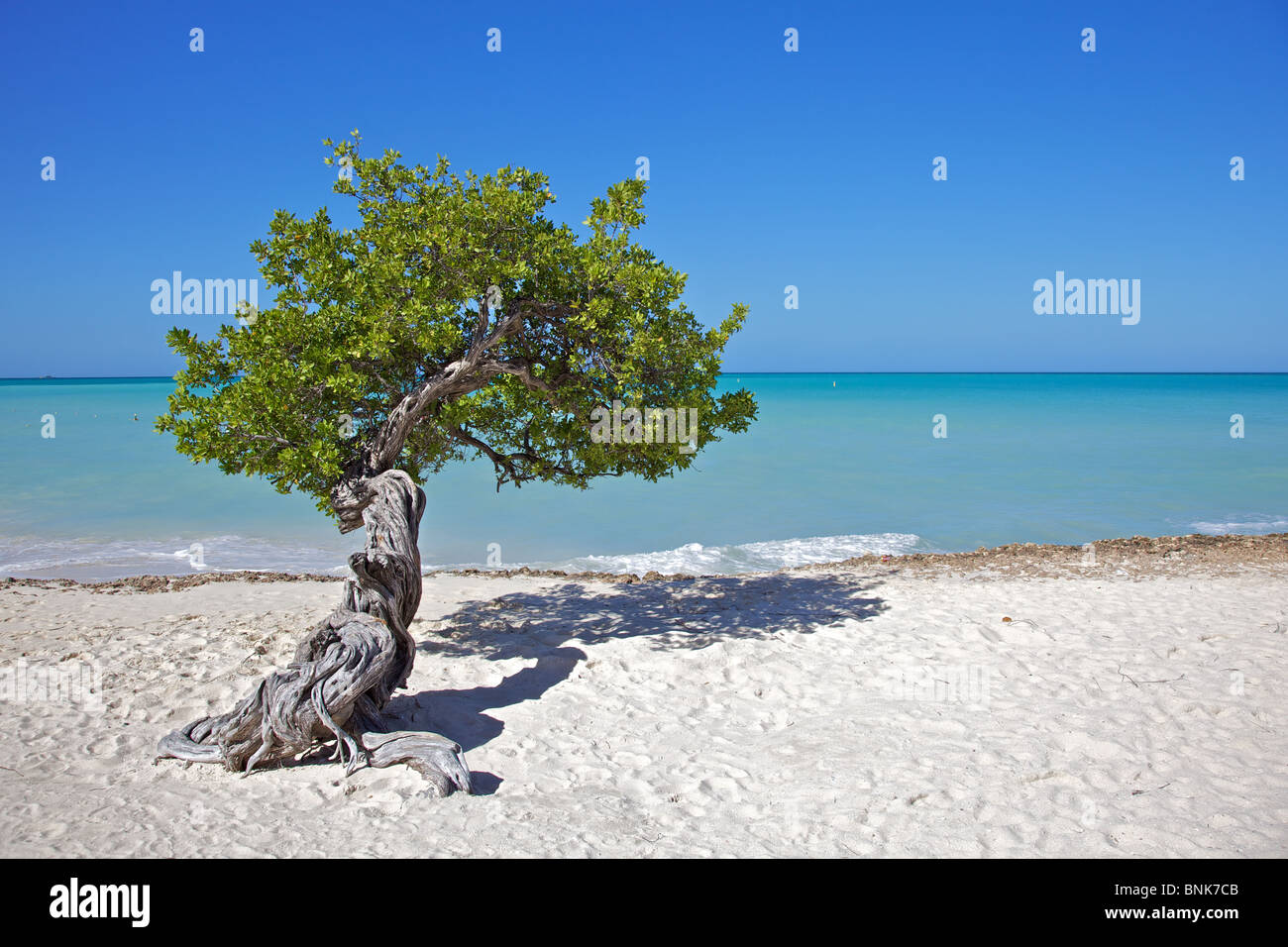 Divi Divi Tree di Aruba. Foto Stock