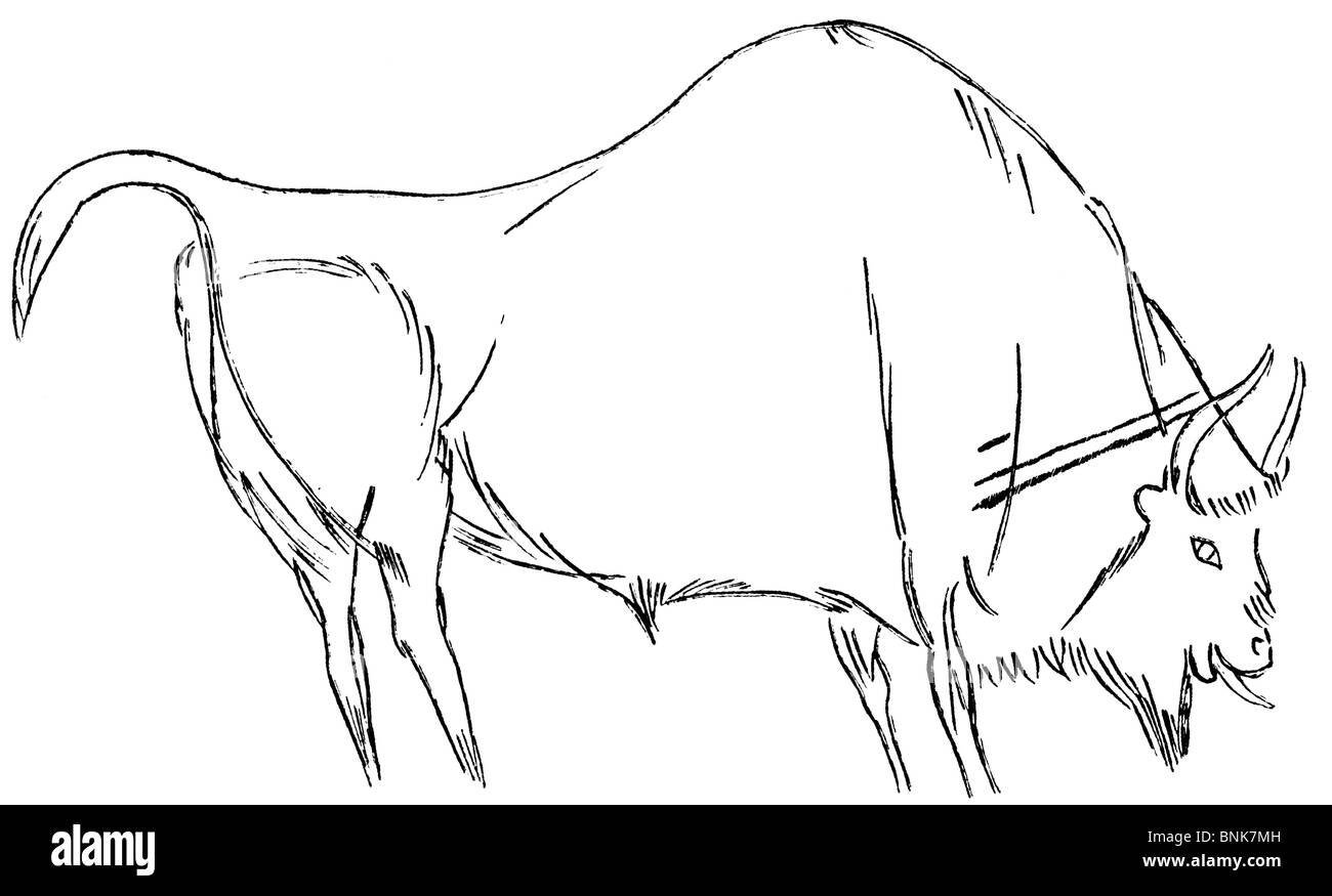 Disegno di bison nella Grotta di Altamira in Spagna Foto Stock