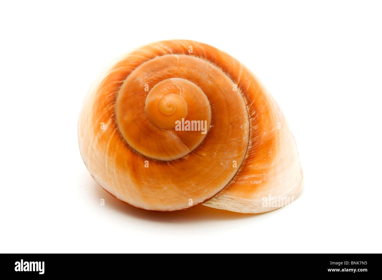 Seashell su sfondo bianco Foto Stock