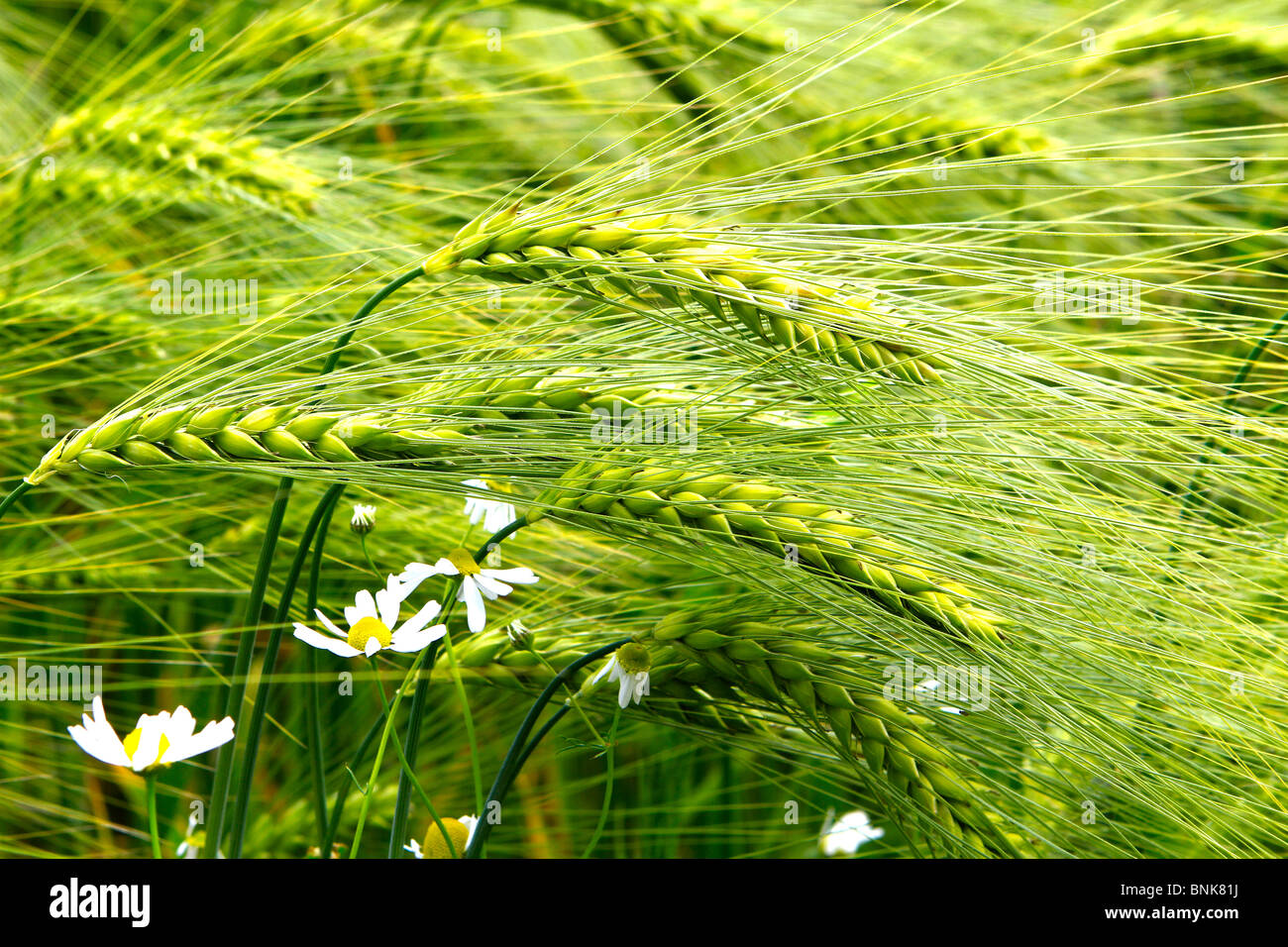 Campo di frumento Foto Stock