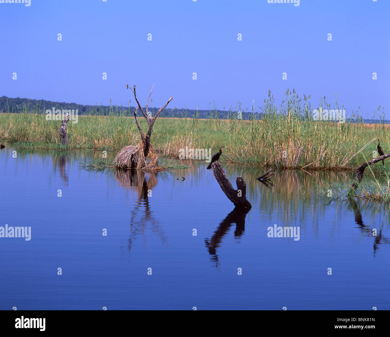 Fiume Chobe Safari, Chobe National Park - Chobe District, Repubblica del Botswana Foto Stock