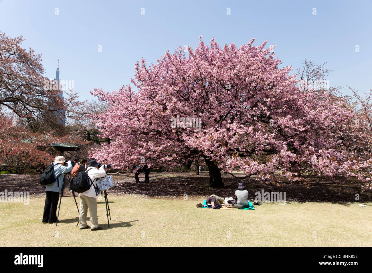 People taking photos of cherry blossom tree in Shinjuku Gyoen, Tokyo, Japan Foto Stock
