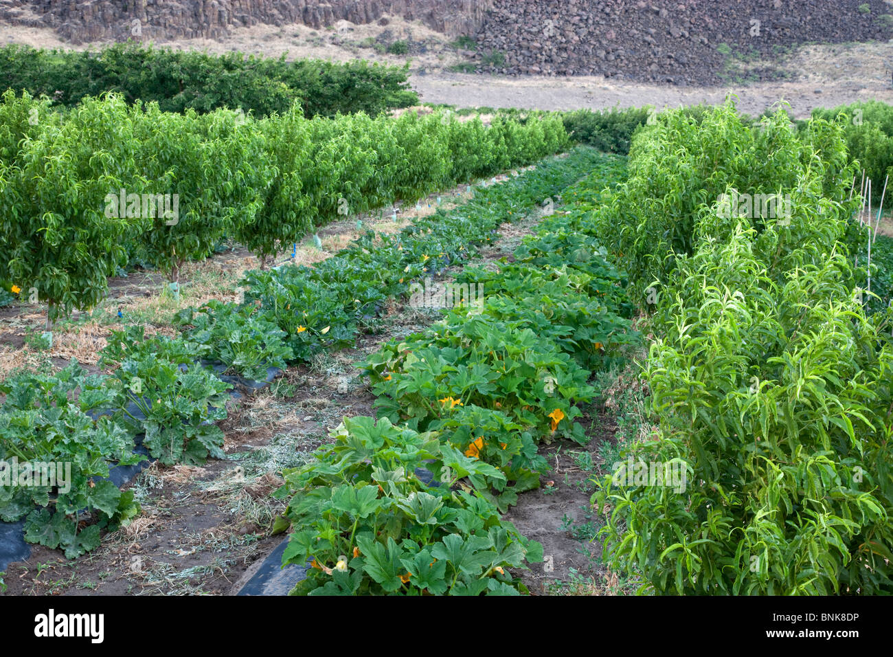 Intercropping, nettarine orchard, zucchini, Foto Stock