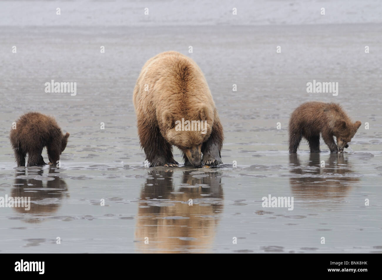 Fotografia Stock di una famiglia di Alaskan coastal orso bruno clamming sul tidal flats con la bassa marea. Foto Stock