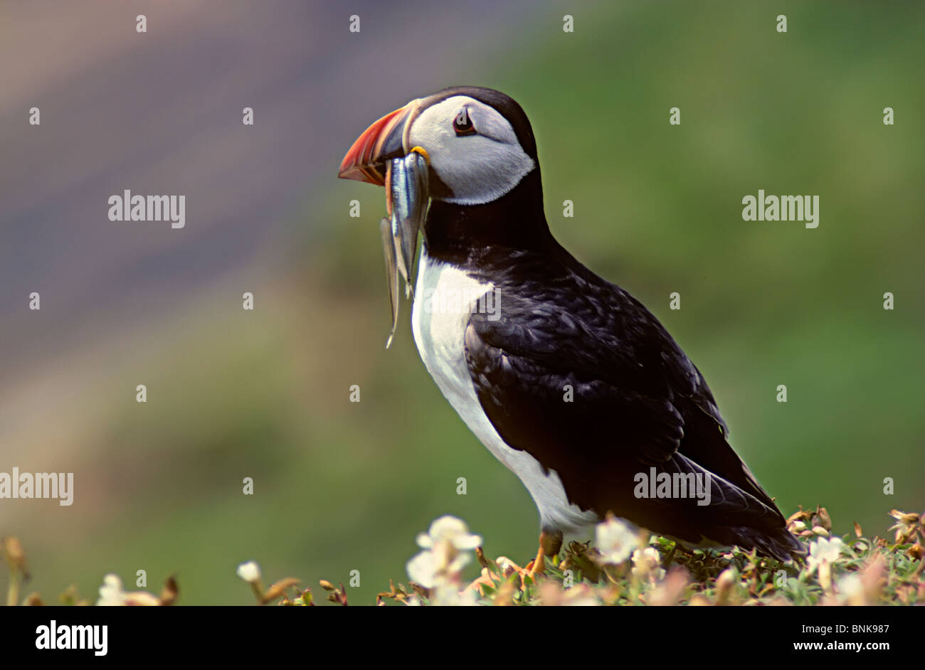 Atlantic o comuni o Puffin (Fratercula arctica) con cicerelli in beack isola Skomer Pembrokeshire Wales UK Foto Stock