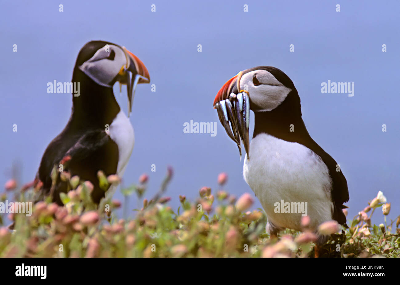 Atlantic o comuni o Puffin (Fratercula arctica) con cicerelli in beack isola Skomer Pembrokeshire Wales UK Foto Stock