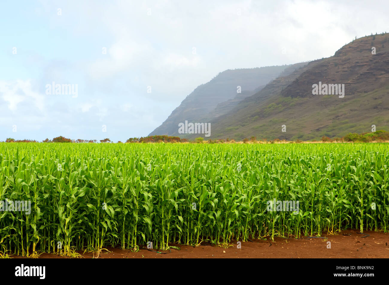 Colore verde brillante campo di mais in Kauai Foto Stock