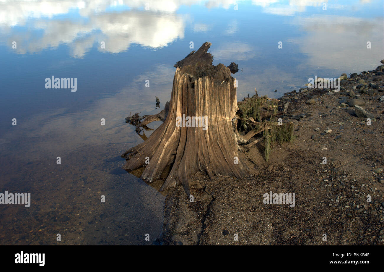 Radici di albero in un lago in blessington co wicklow Foto Stock