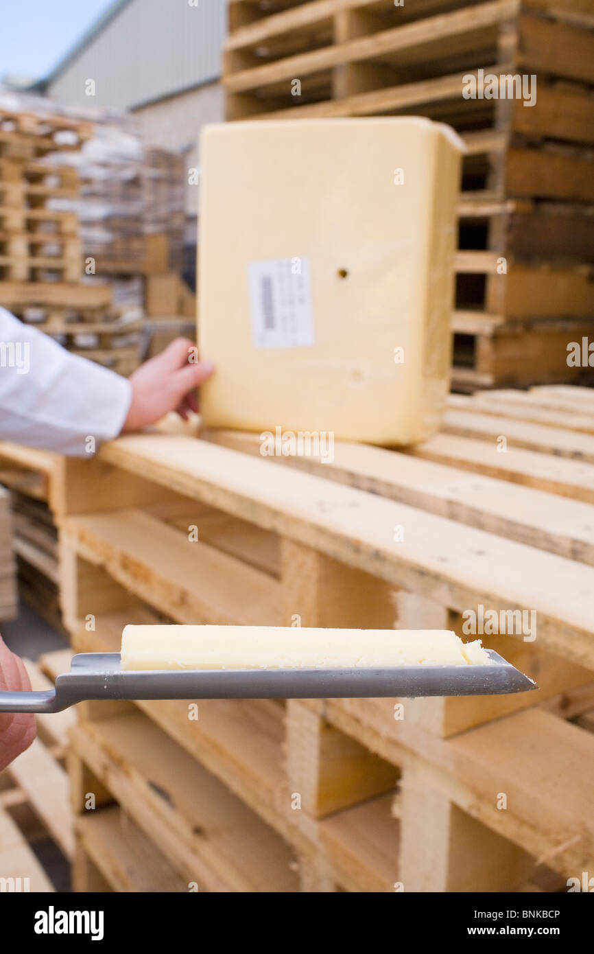 Un campione di formaggio cheddar. Foto Stock