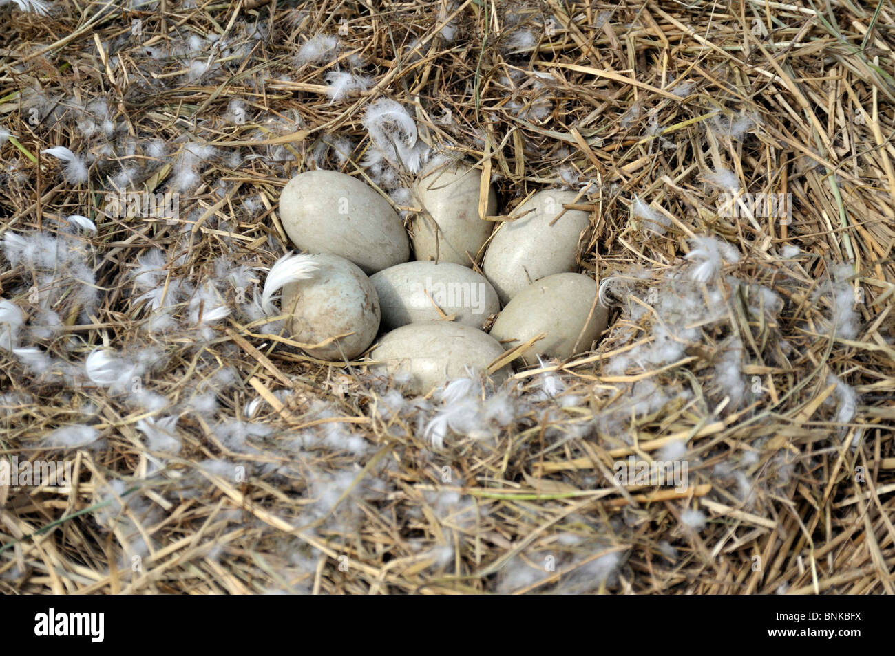 Mute Swan's Nest e frizione di 7 uova. Cygnus olor. Foto Stock