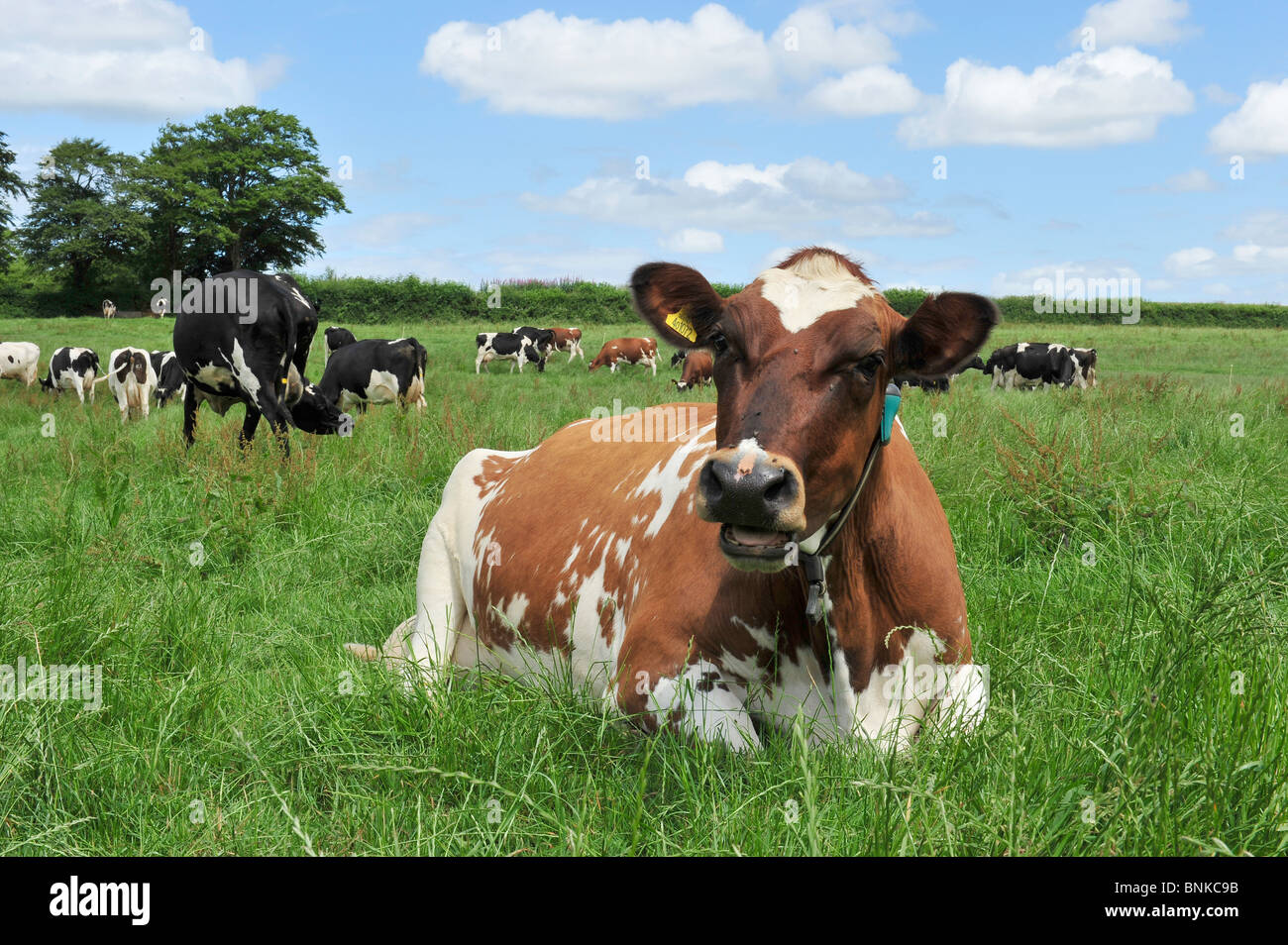 vacche da latte in campo Foto Stock