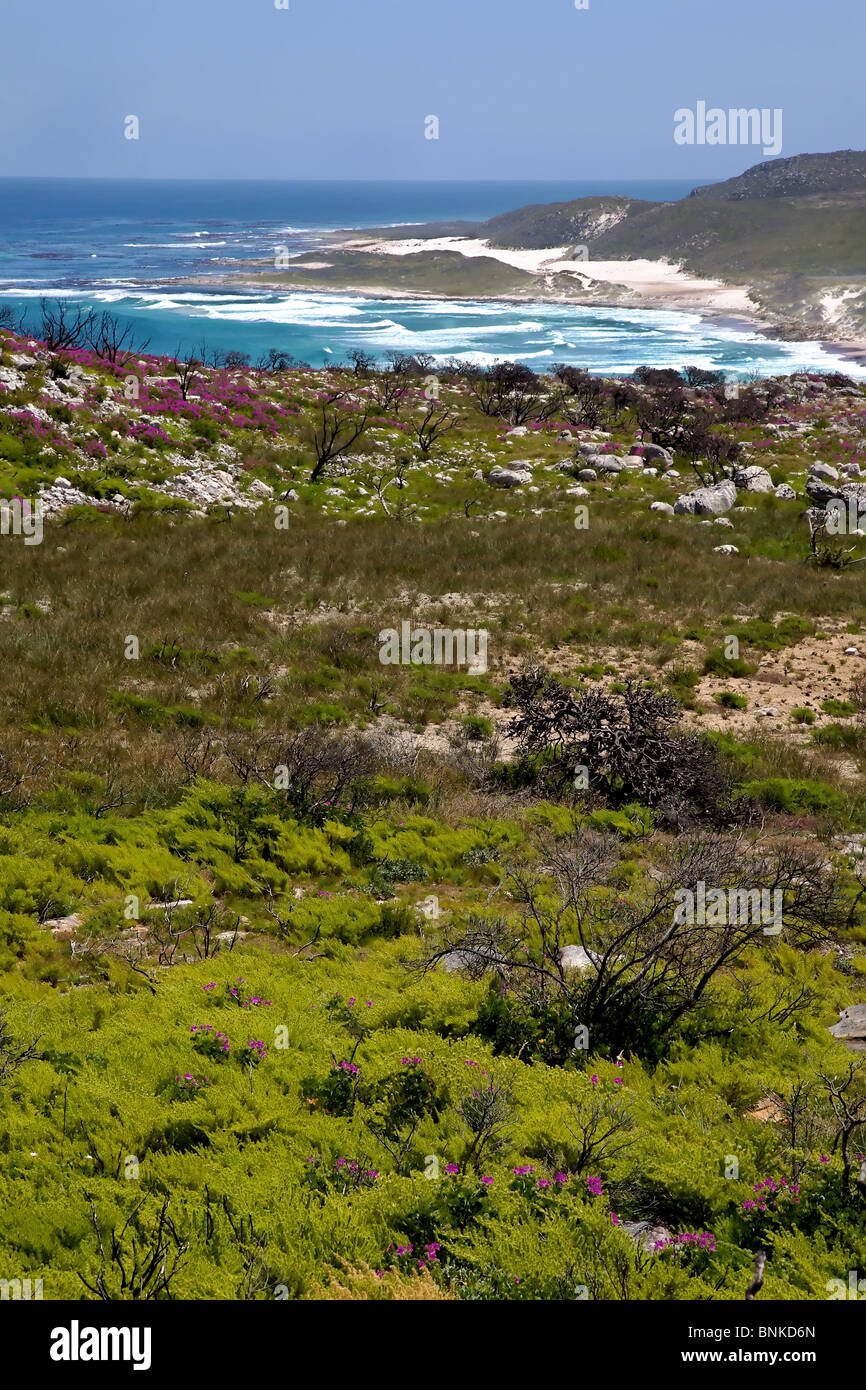 La vegetazione in recupero dopo un bushfire, Capo di Buona Speranza area, Penisola del Capo, in Sud Africa. Foto Stock