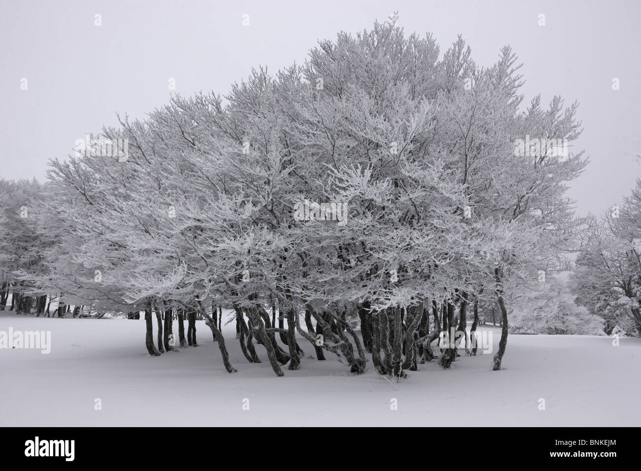 La Svizzera scenario inverni alberi gruppo di alberi neve paesaggio invernale Creux du Van canton Neuchâtel legge Foto Stock