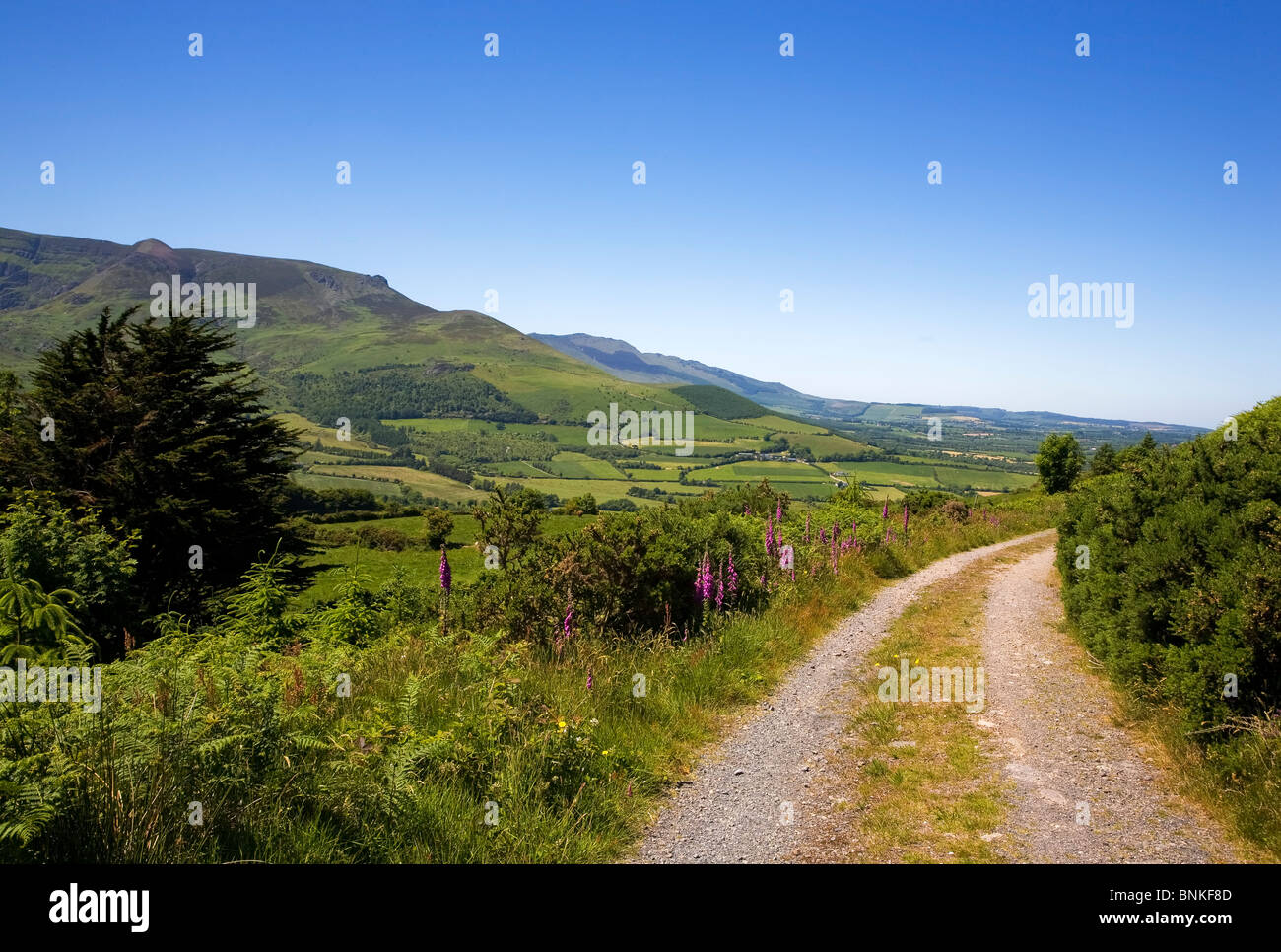 Foxglove-rigato Boreen Fattoria (VIA) su Croaghaun Hill, Comeragh montagne, nella contea di Waterford, Irlanda Foto Stock