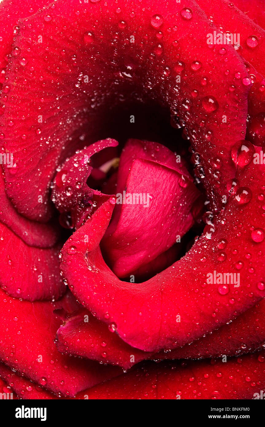 Rosa rossa con gocce di acqua Foto Stock