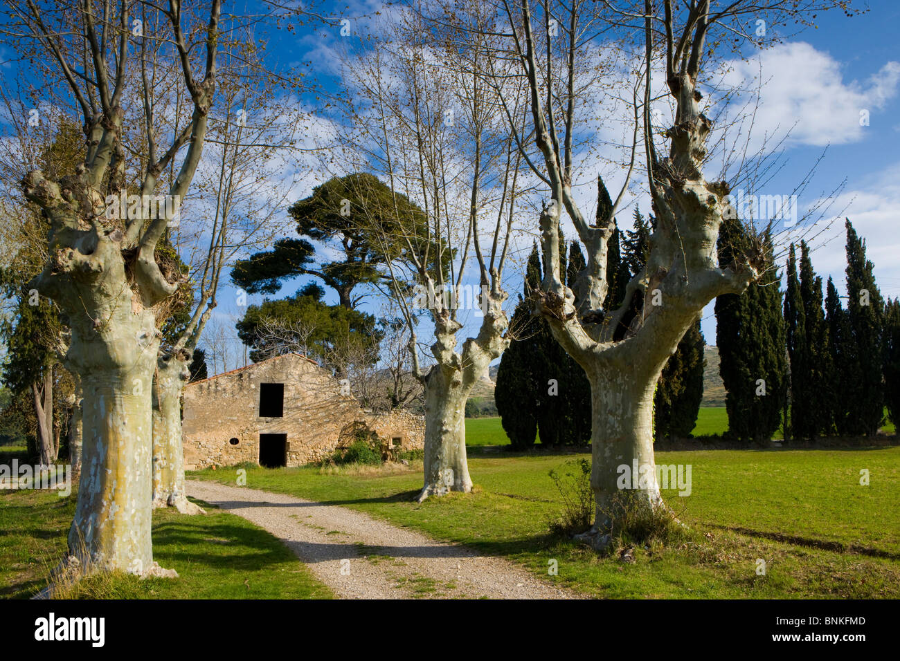 Maussane-les-Alpilles Francia Provenza alberi platani pine cipressi modo avenue fatiscente casa cariati home nuvole primavera Foto Stock