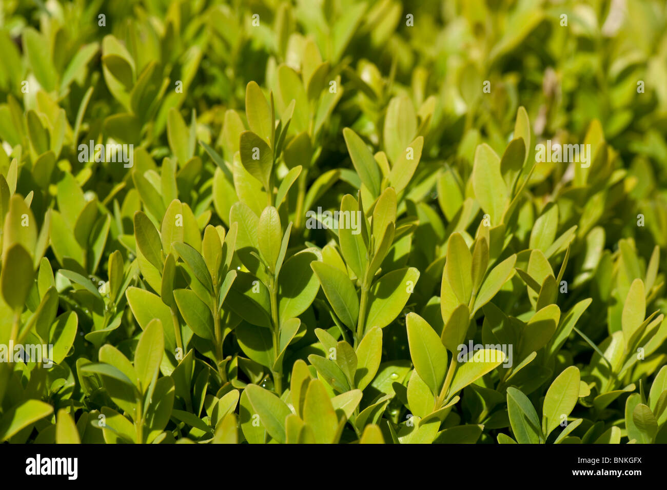 Giovani foglie sul breve siepe di bosso (Buxus sempervirens) Foto Stock