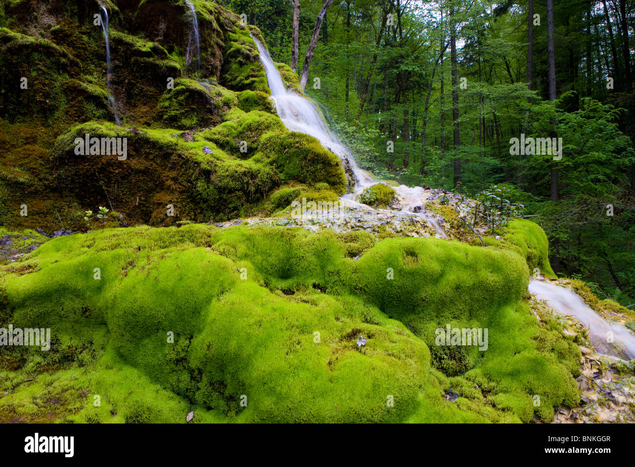 Tüfels Chilen Svizzera canton Zurigo brook moss pietra di tufo calcareo della foresta di legno, Foto Stock