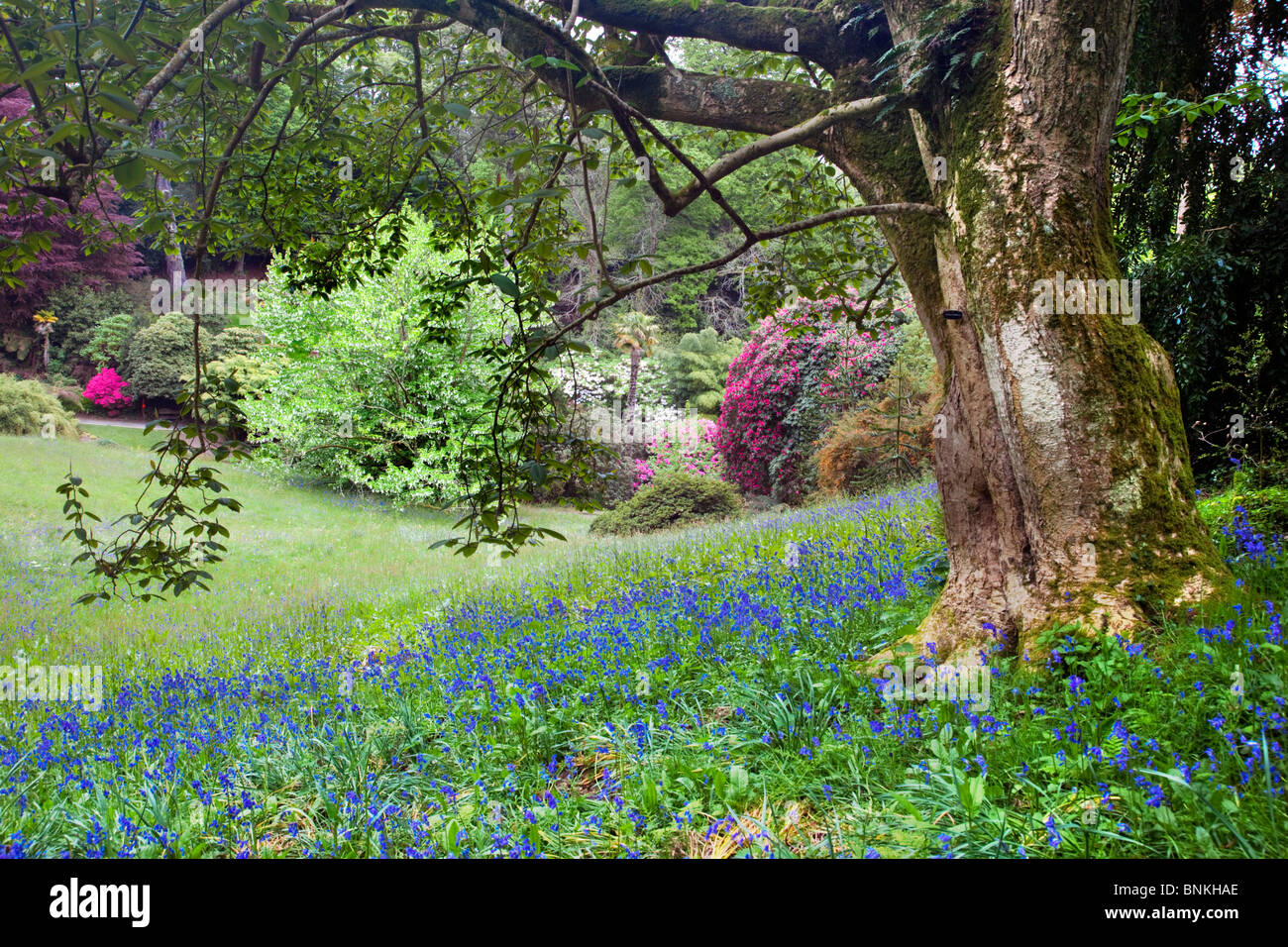 Giardino Trebah; Cornovaglia; di sera Foto Stock