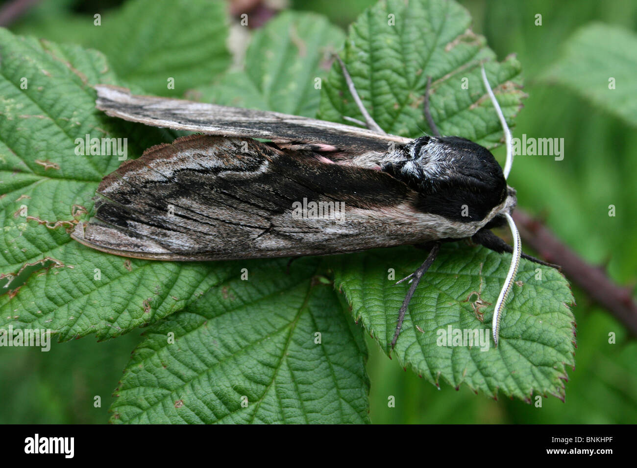 Ligustro Hawk Moth Sphinx ligustri presi in Cumbria, Regno Unito Foto Stock