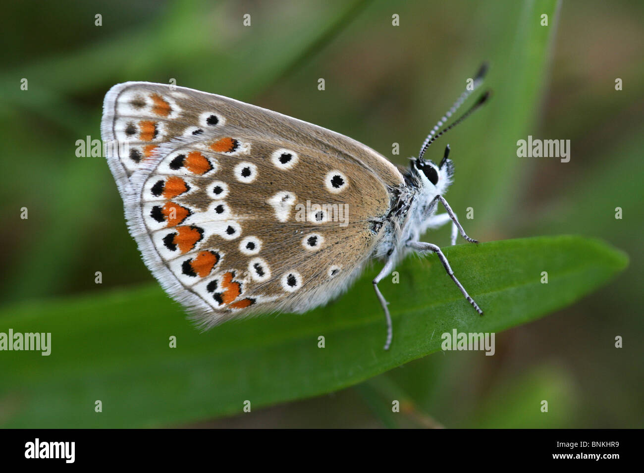 Comune femmina blu Polyommatus icarus presi in Cumbria, Regno Unito Foto Stock