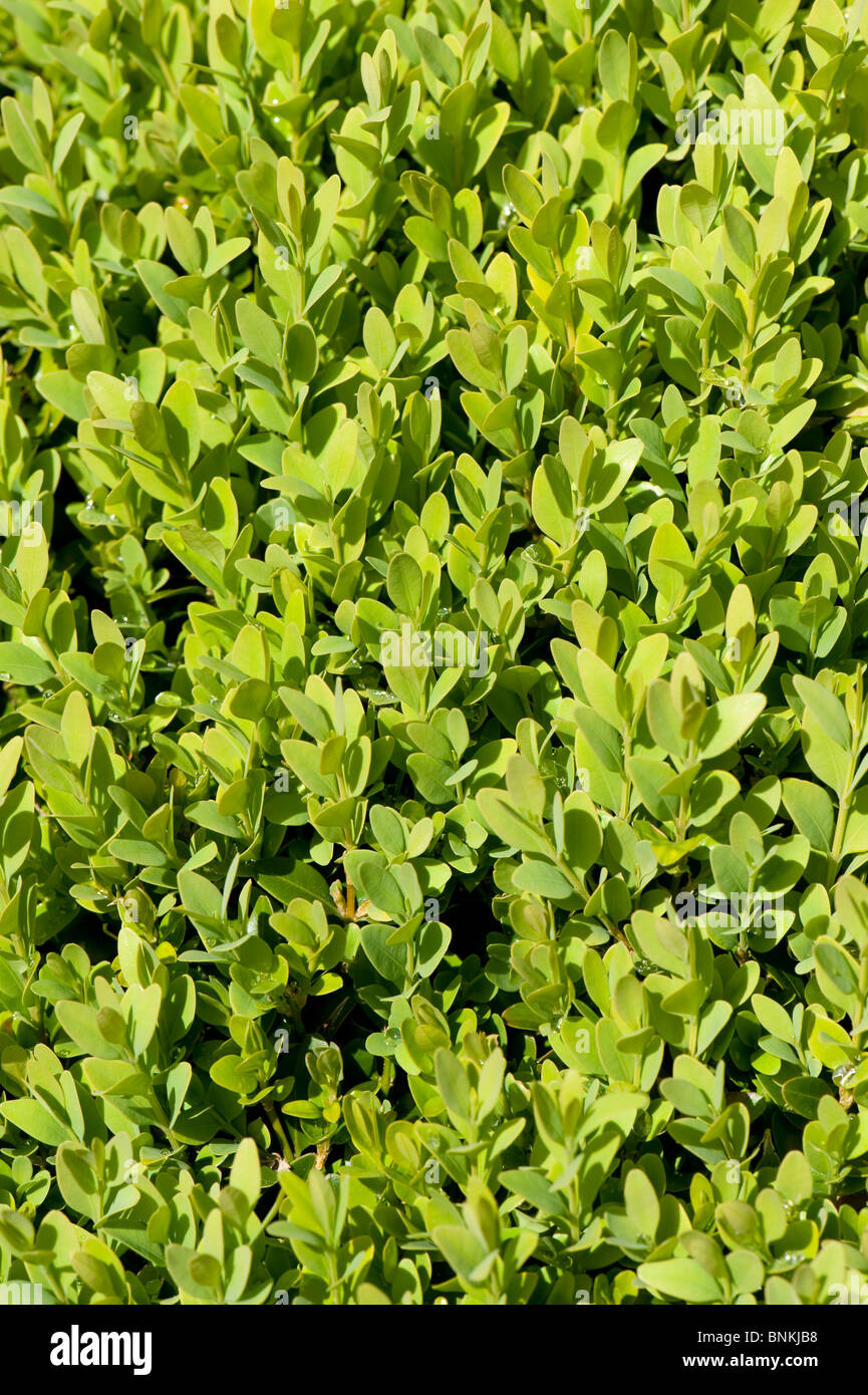 Giovani foglie sul breve siepe di bosso (Buxus sempervirens) Foto Stock