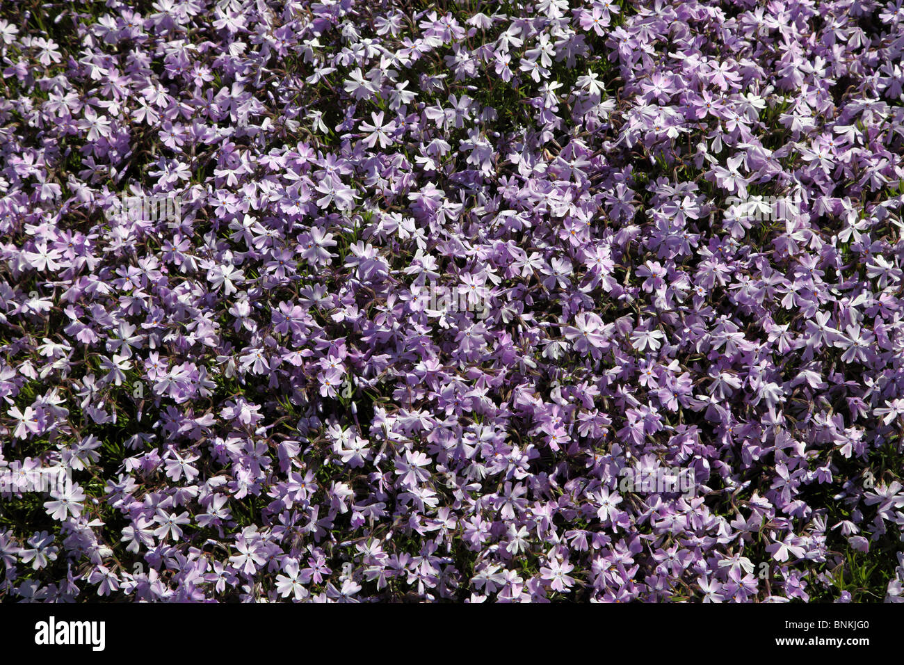 Phlox, erbaceo, tappetino perenne di formatura Foto Stock