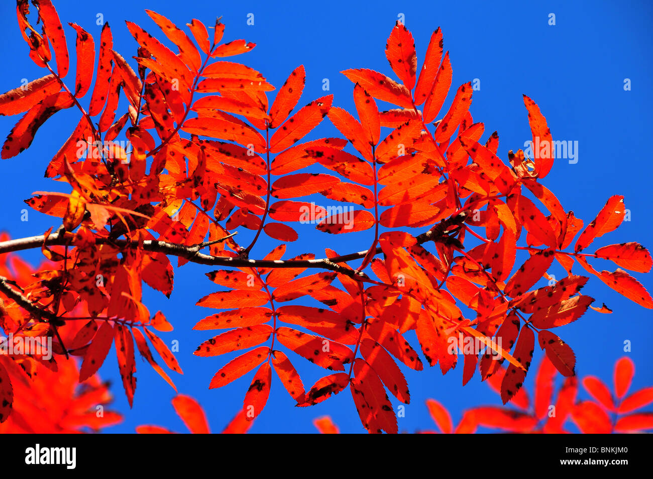 Svizzera Vallese crans montana rosse foglie di fogli di lamiera albero a  foglia di frassino di montagna campo autunno vano colori rossastro Foto  stock - Alamy