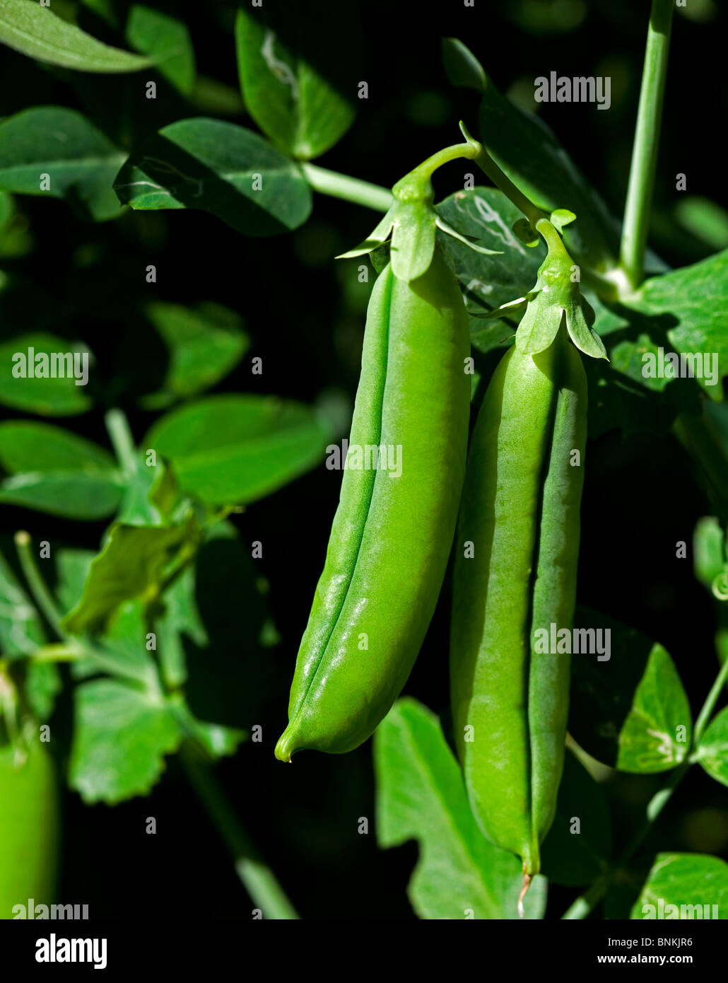 Fresche e mature fat piselli verdi in pod crescente nella luce del sole Foto Stock