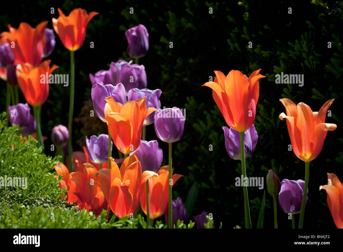 Tulipani retroilluminato in Millennium Park di Chicago Foto Stock