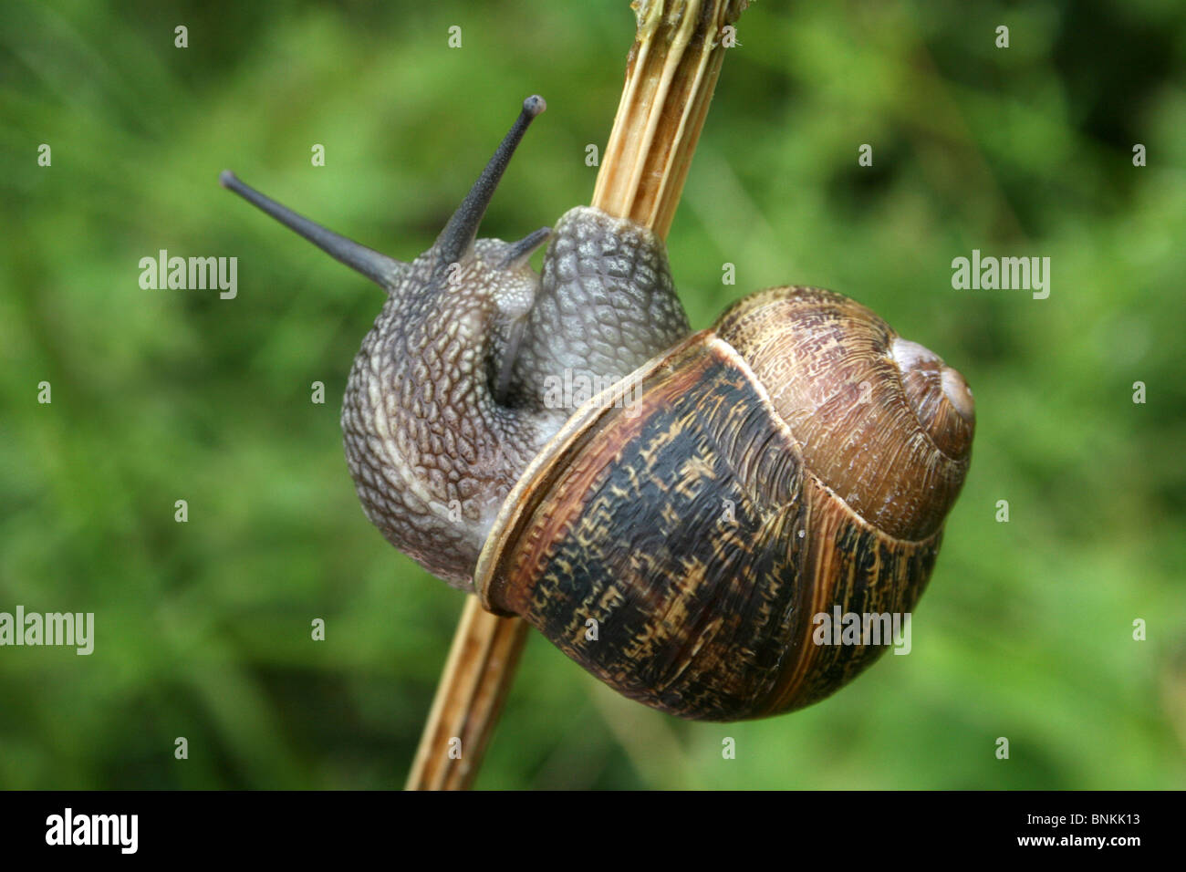 Giardino lumaca Helix Aspersa aggrappati a stelo presi in Cumbria, Regno Unito Foto Stock