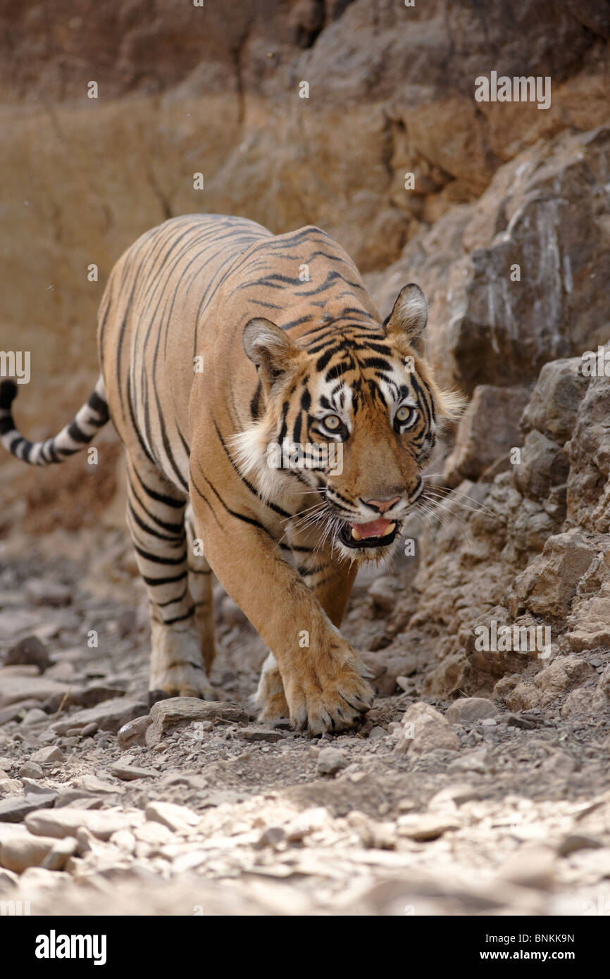Adulto tigre del Bengala avvicinando staring al Ranthambore Riserva della Tigre, Rajasthan, India. ( Panthera Tigris ) Foto Stock