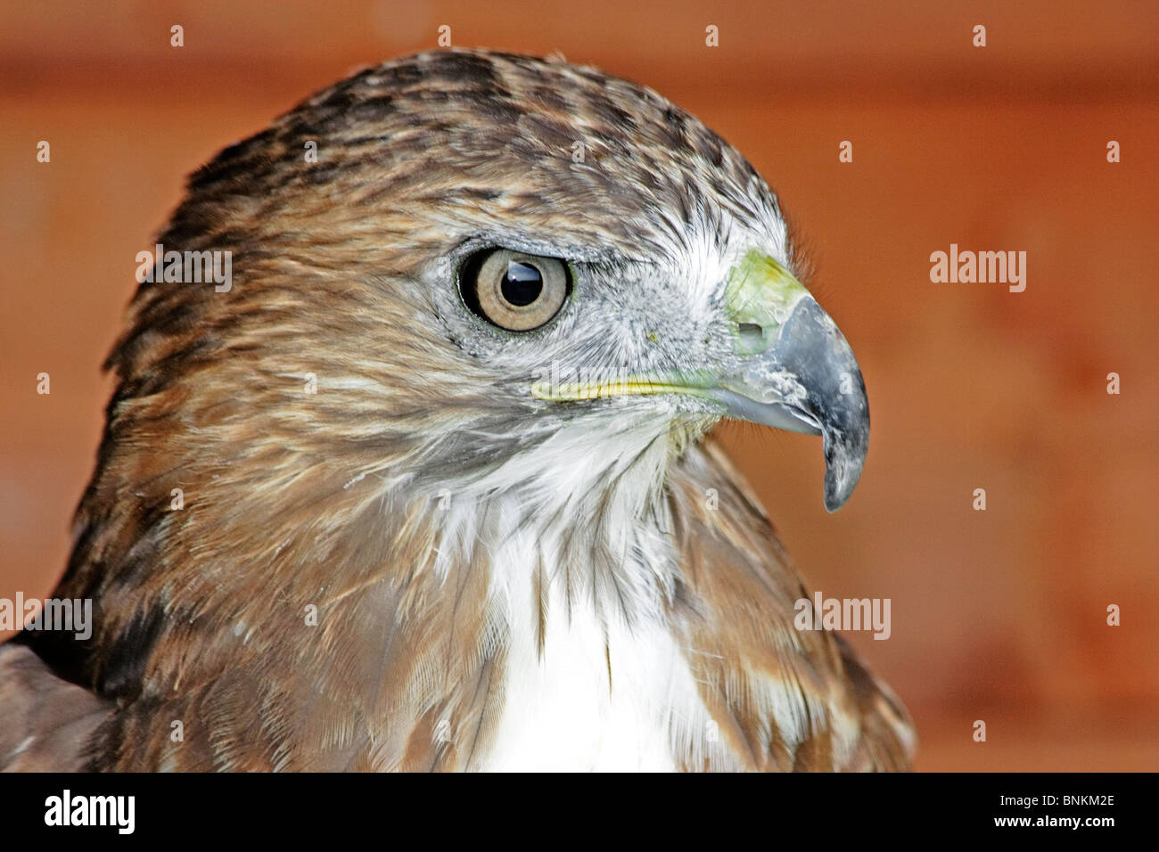 Ritratto di un allevati in cattività Poiana (Buteo buteo) Foto Stock