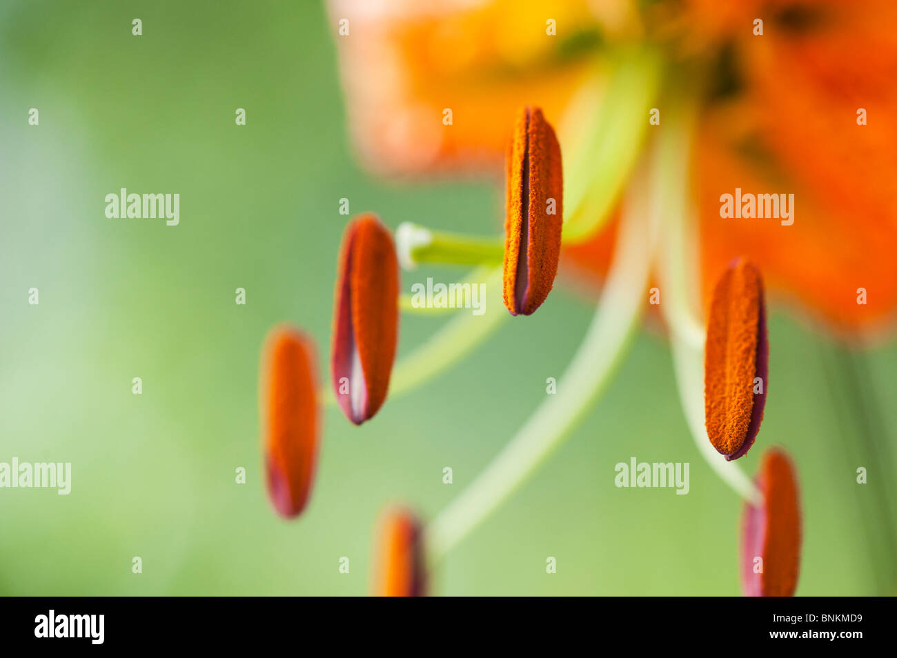 Stami Di Fiori Artificiali Da 900 Pezzi, Doppia Testa Con Perle Opache Colori Assortiti (rosa, Blu, Giallo). Perfetti Per Decorazioni Fai-da-te, Bomboniere E Creazioni Floreali. - 3