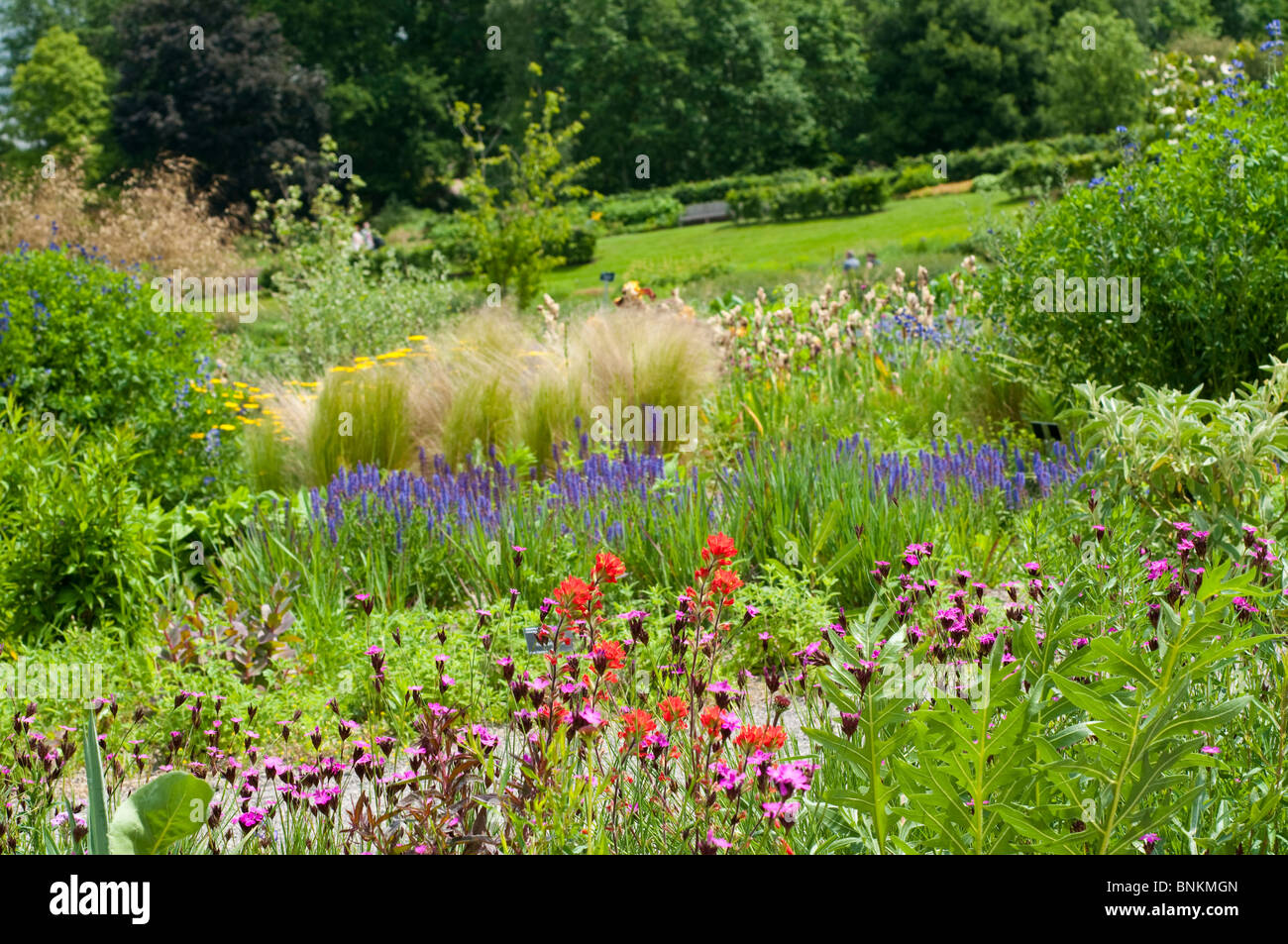 Fiori Selvatici, area Giardino di Wisley, Surrey, Regno Unito Foto Stock