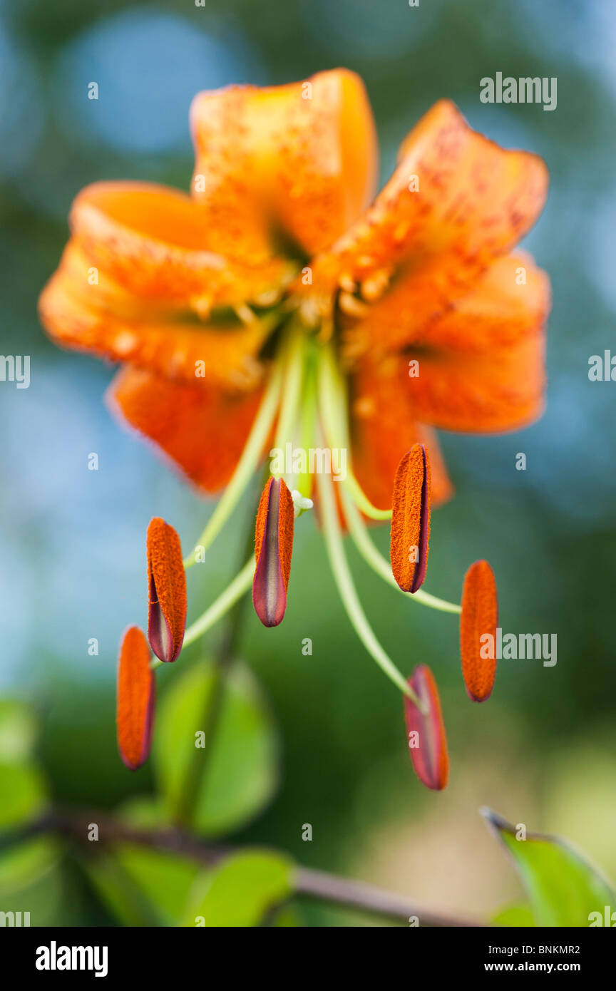 Lilium henryi. Tiger Lily / Henrys fiore di giglio. Dettagli su stame e antera con il polline Foto Stock