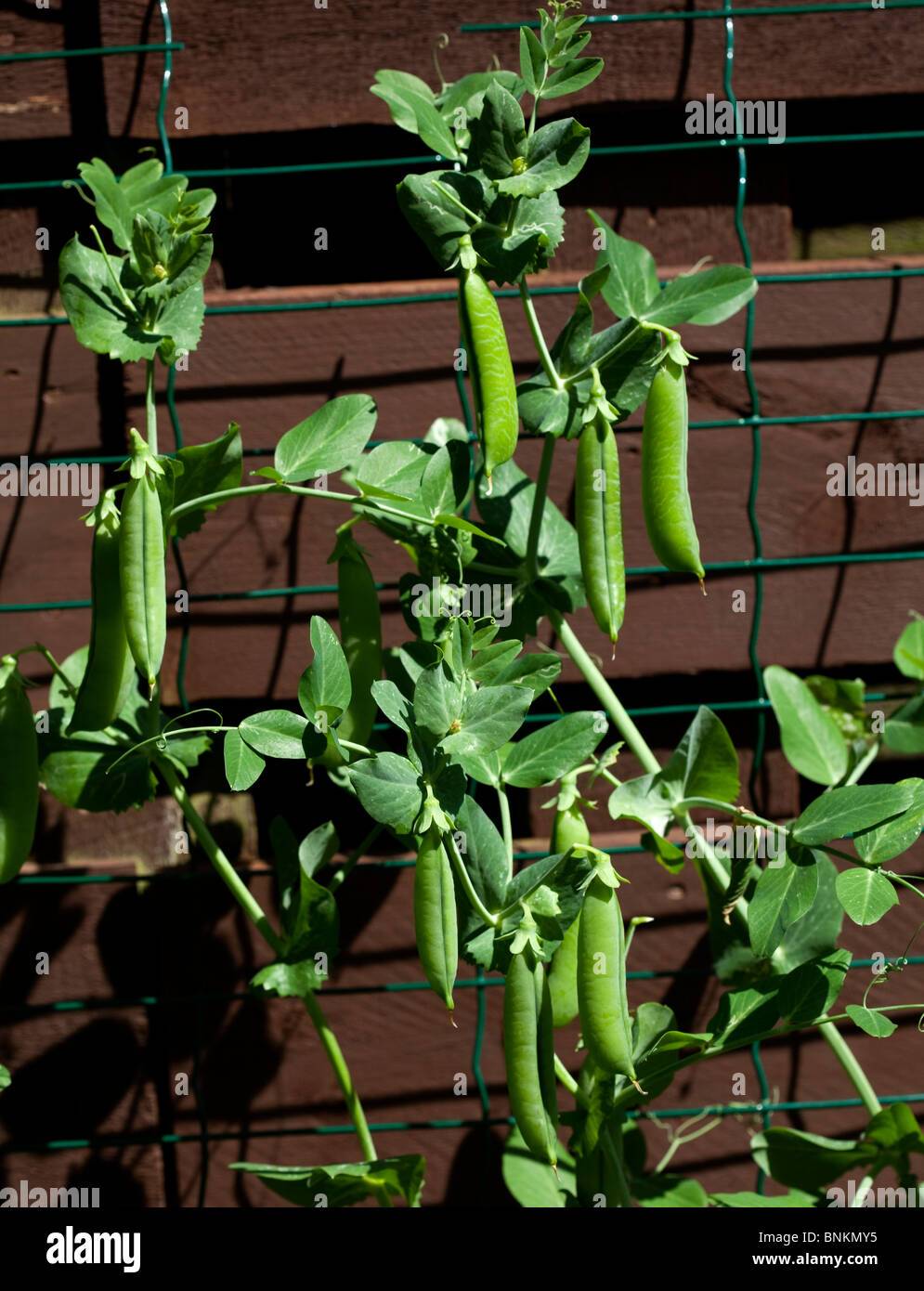 I piselli crescono su traliccio metallico contro la recinzione di legno Foto Stock