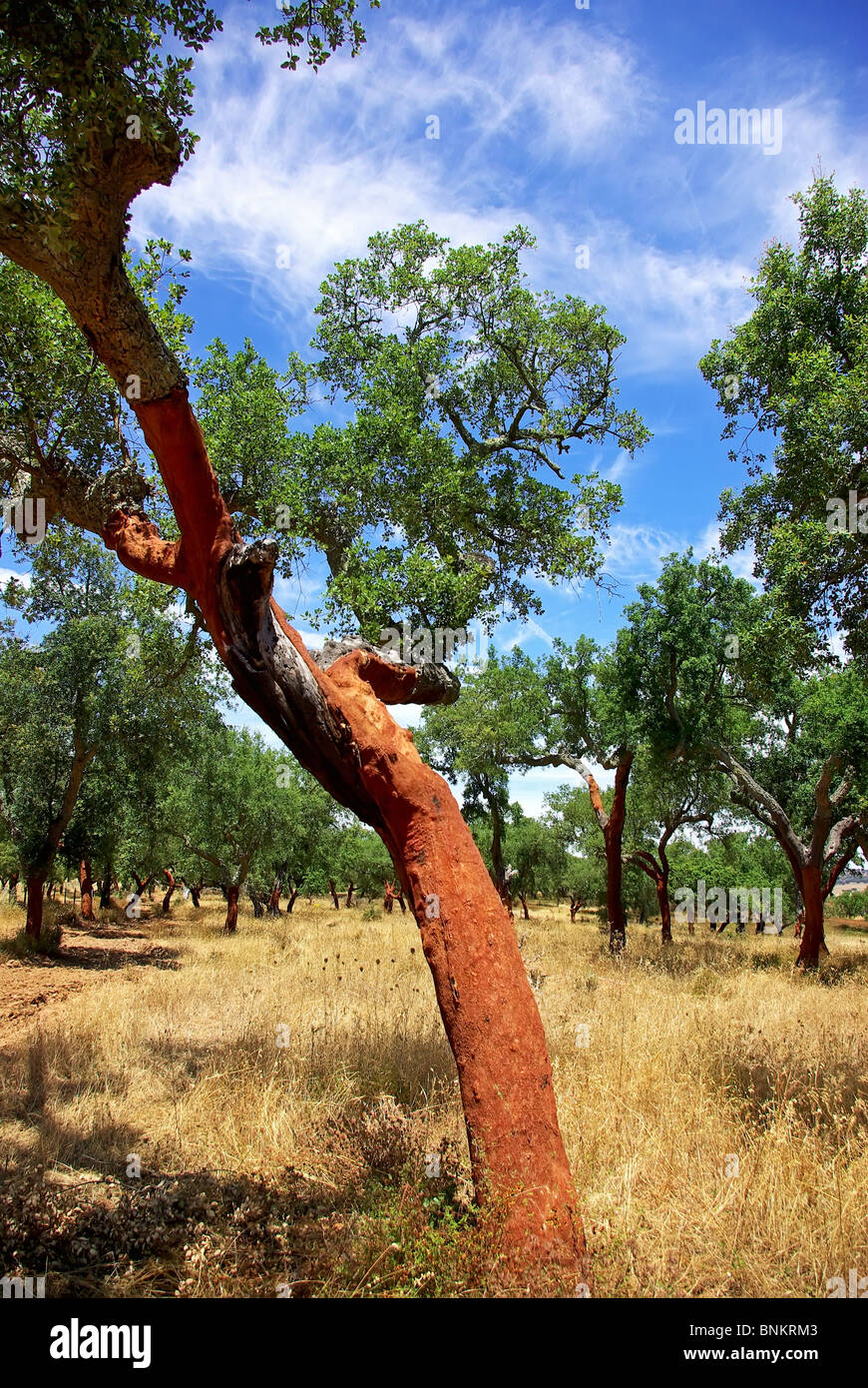Oaks albero a Portogallo. Foto Stock