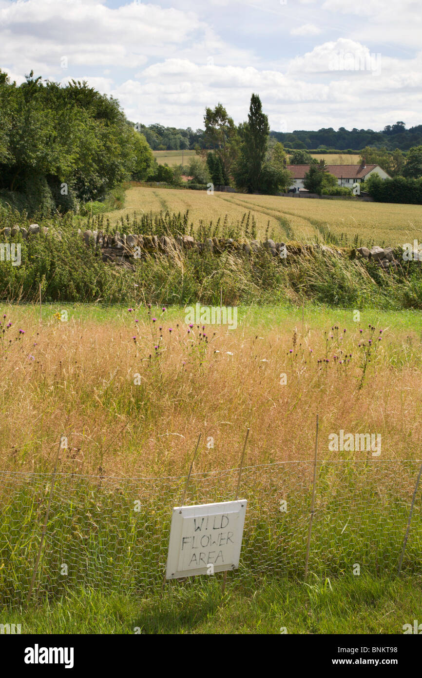 Selvaggio Fiore Area a St Michaels Chiesa Coxwold North Yorkshire, Inghilterra Foto Stock