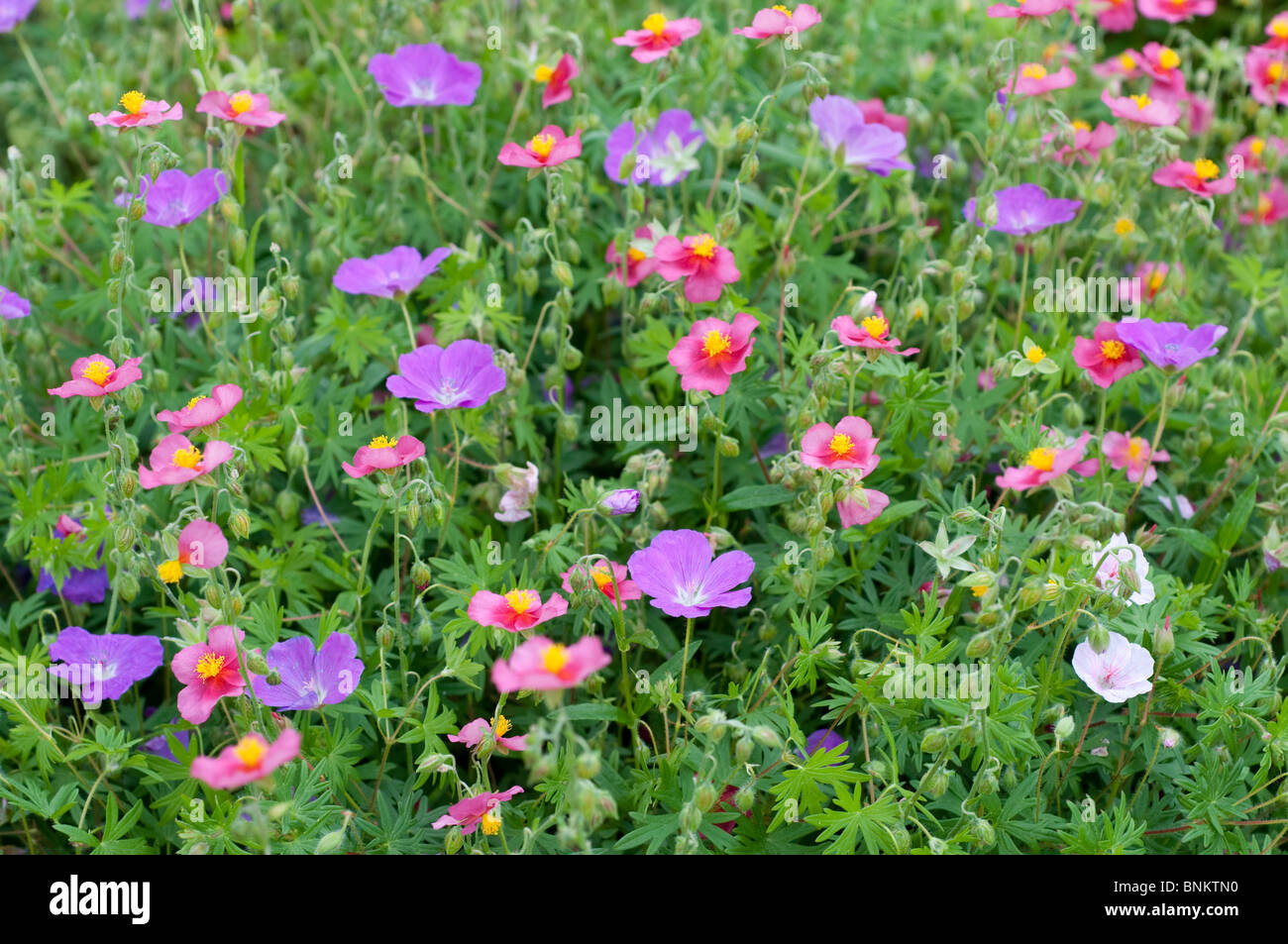 Helianthemum fiori Foto Stock