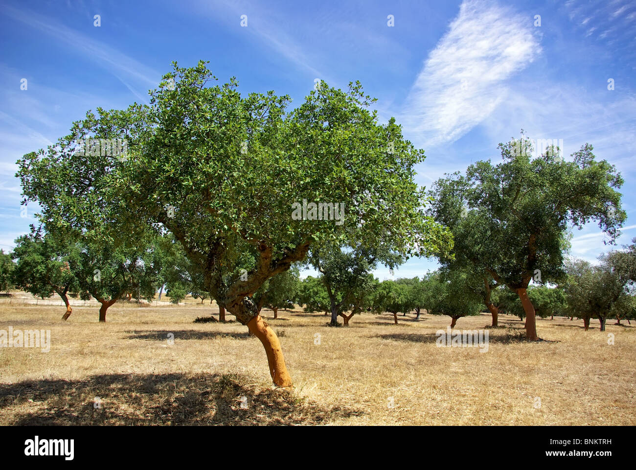 Oaks albero a Portogallo. Foto Stock