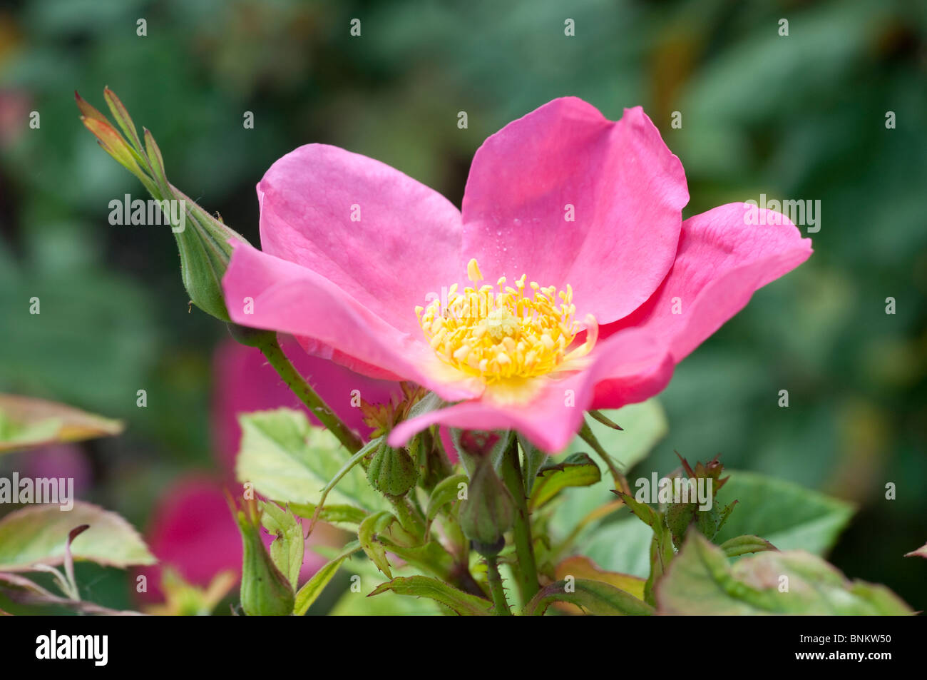 Rosa Rose di Piccardia Ausfudge Foto stock - Alamy