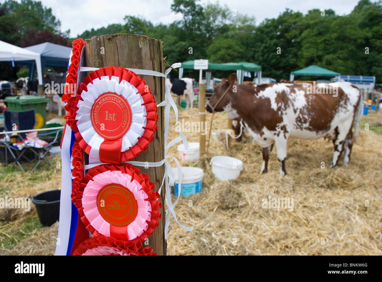 Rosette per premio bovini vincente a Penrith Visualizza Foto Stock