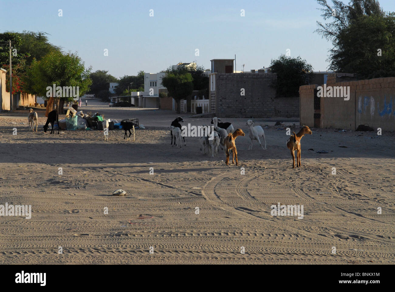 Street con capre Nouakchott Mauritania Foto Stock