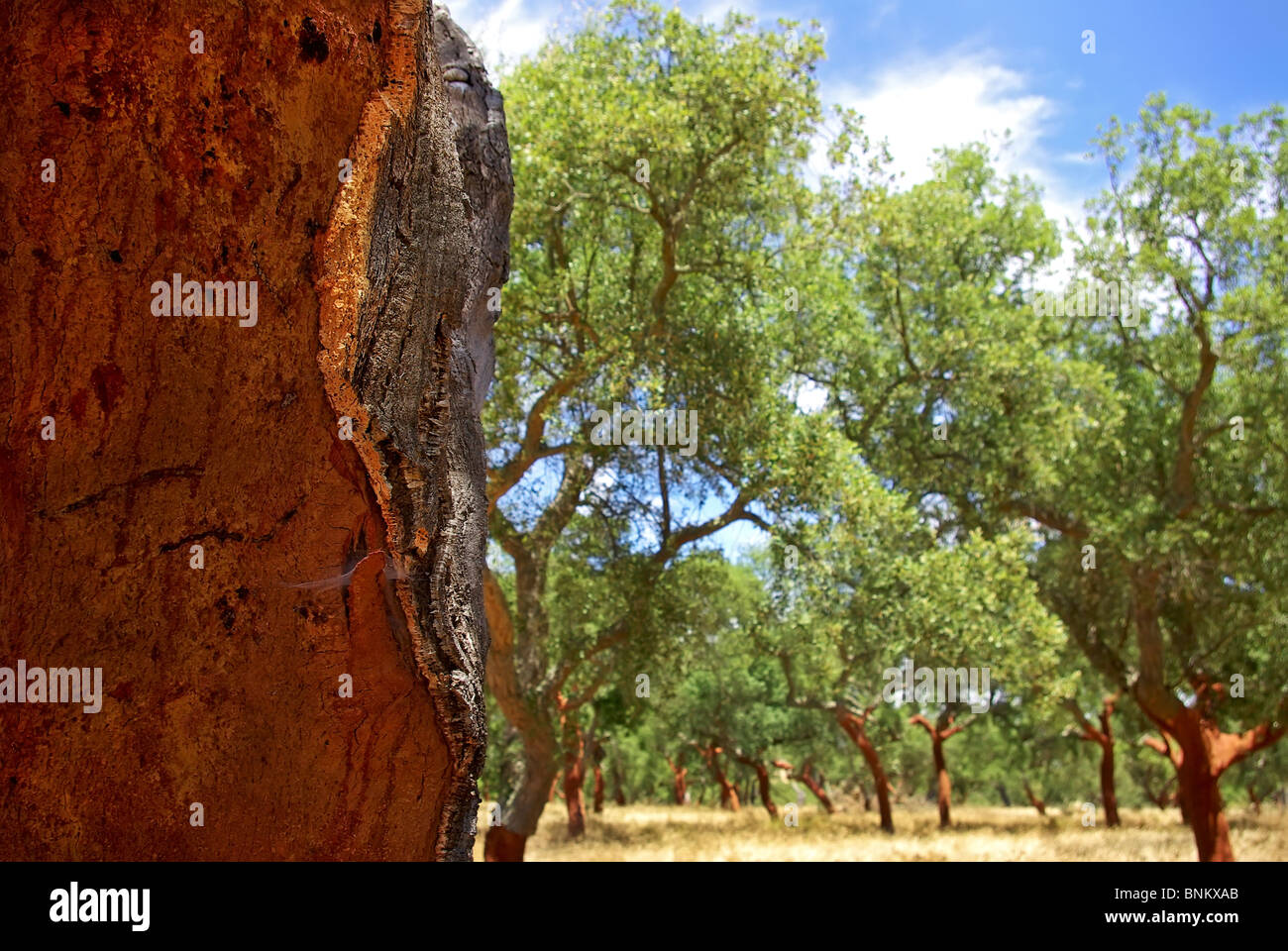 Oaks albero a Portogallo. Foto Stock