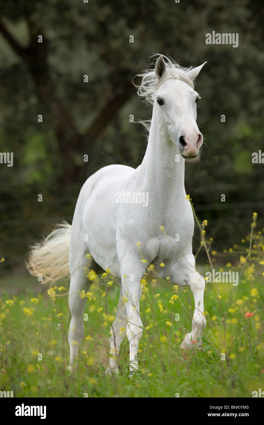 Paso Costarricense cavallo prato a piedi Foto Stock