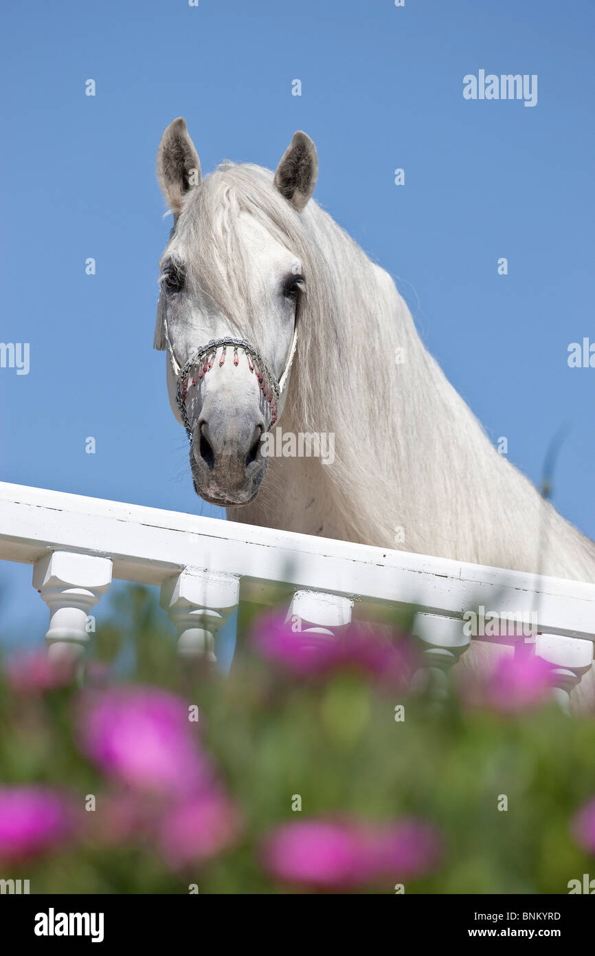 Pura spagnola di razza ritratto di cavallo Foto Stock
