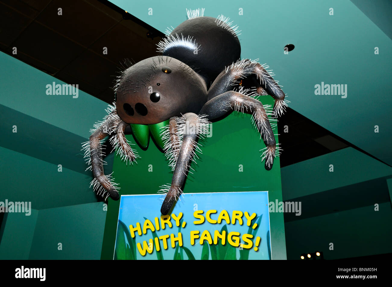 Un modello gigante di scary spider. Foto Stock