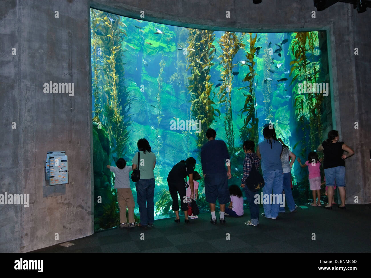 Foresta di Kelp presentano al California Science Center di nuovi ecosistemi ala. Foto Stock